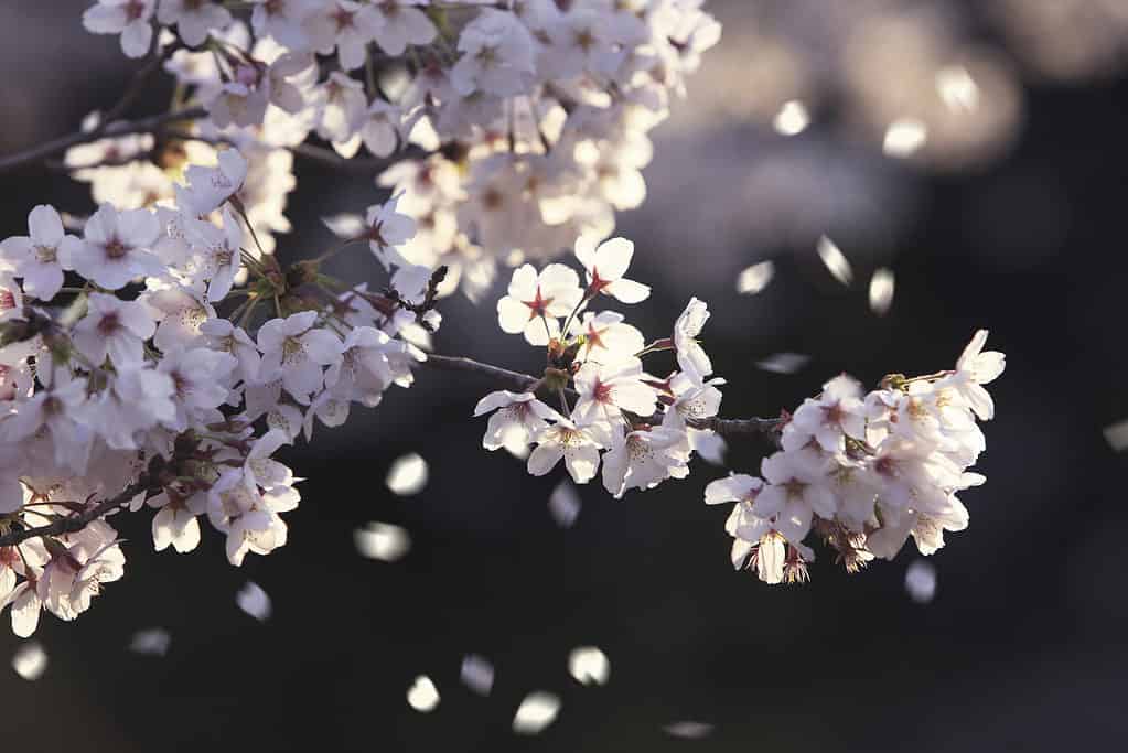 Cherry blossoms begin to blow away just a few days after blooming.