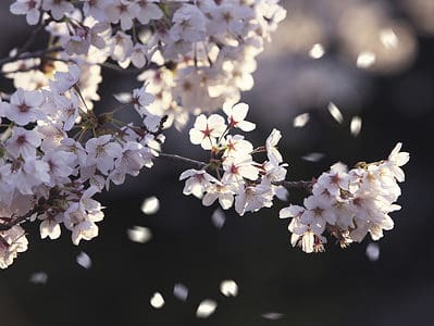A Cherry Blossoms in Michigan: When They Bloom and Where to See Them