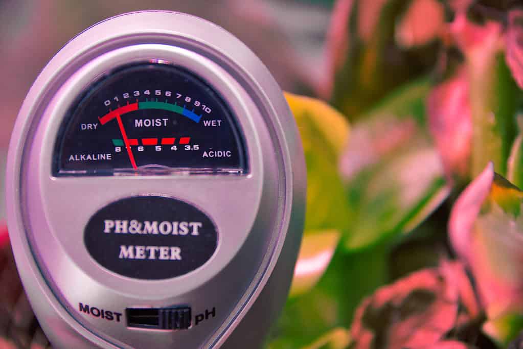 Soil PH and moisture meter can be used to test your pothos soil