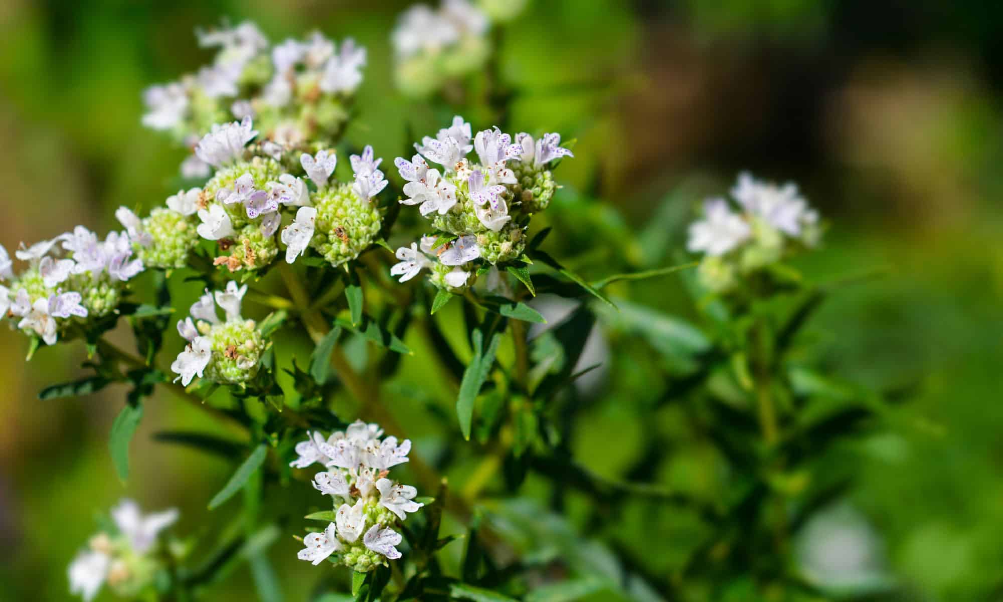 Mountain mint. Пикнантемум извилистый (Горная мята). Пикнантемум. Пикнантемум извилистый.