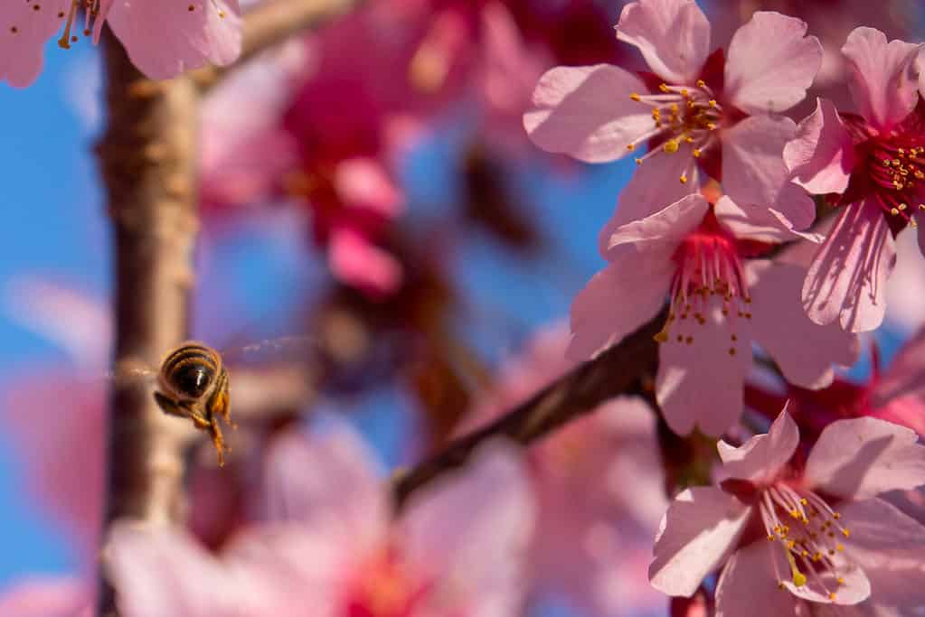 People and pollinators love springtime cherry blossoms in South Carolina!