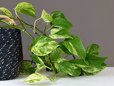 A Growing Indoor Pothos: How to Keep This Plant Happy Inside