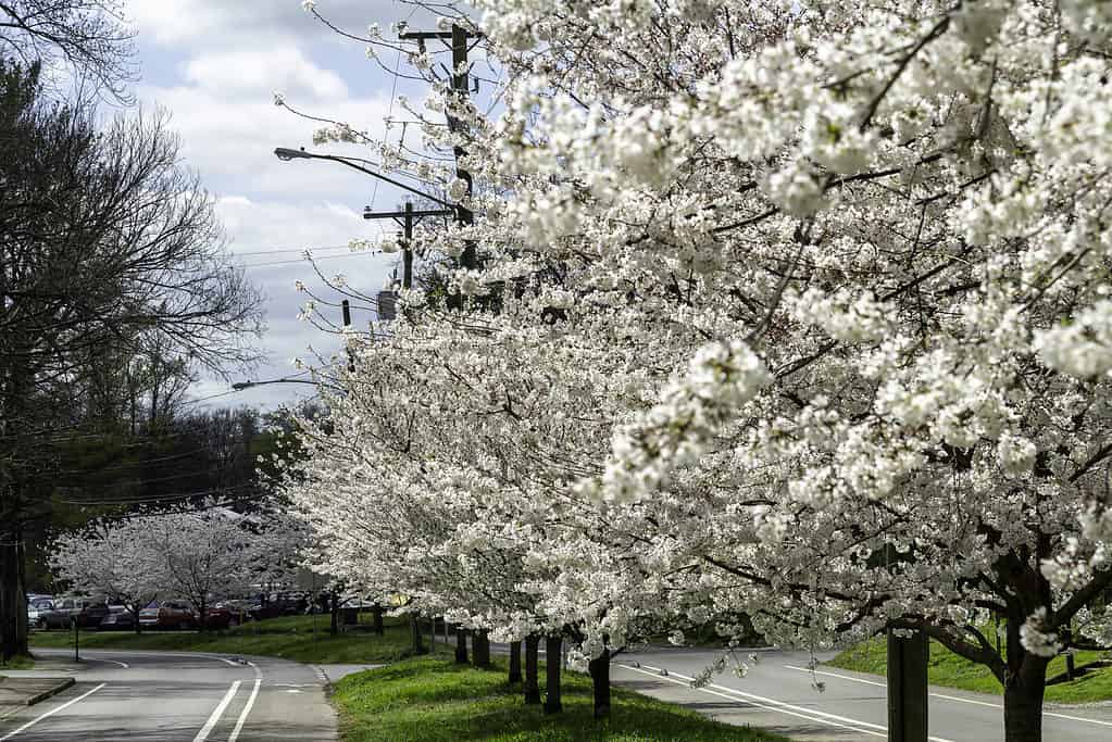 Nashville, Tennessee, U.S.: Cherry blossom trees in bloom along Riverside Drive.