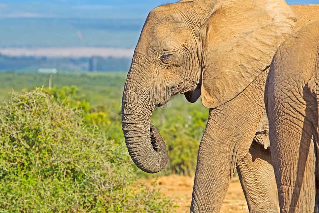 Tuskless elephant