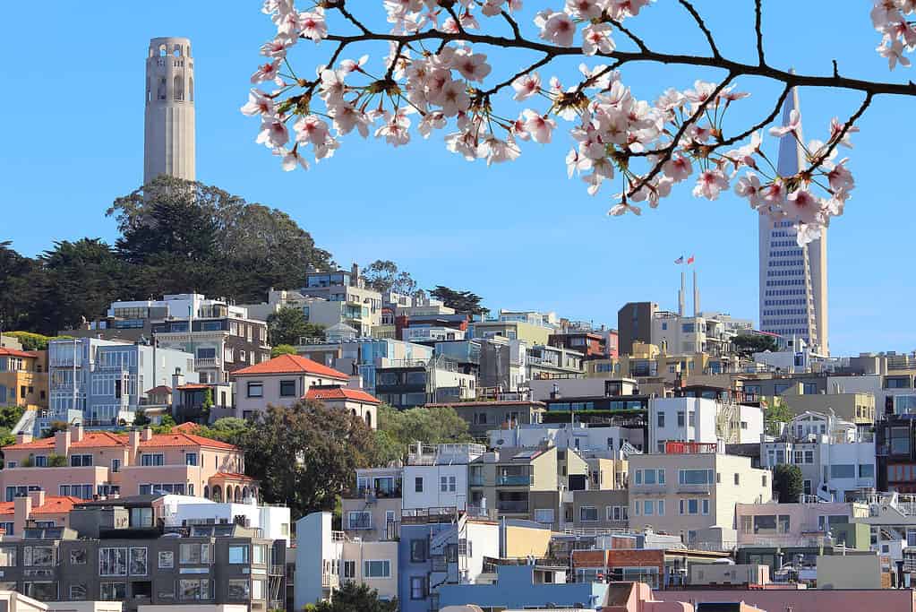 San Francisco, California, United States - city skyline with Telegraph Hill. Spring time cherry blossoms.