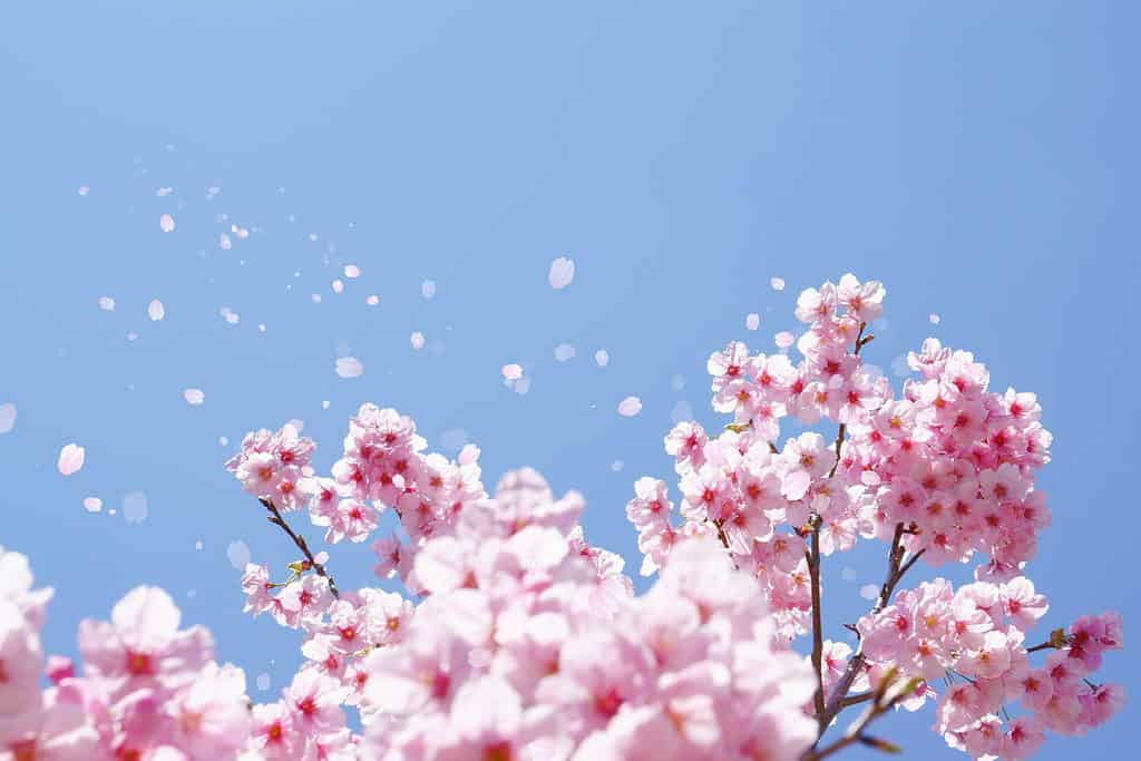 Cherry blossoms and soaring petals