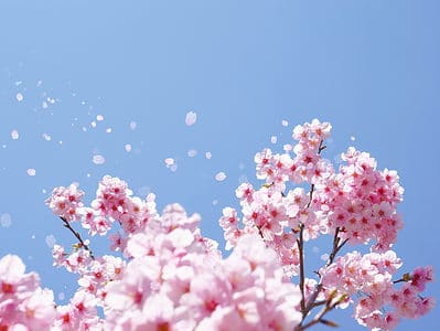A When Do Cherry Blossoms Bloom? Discover Peak Season by Zone