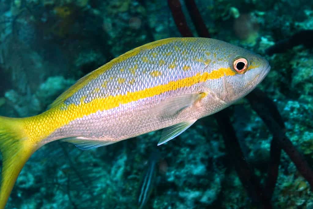 Yellowtail Snapper Fish Facts  Ocyurus chrysurus - A-Z Animals