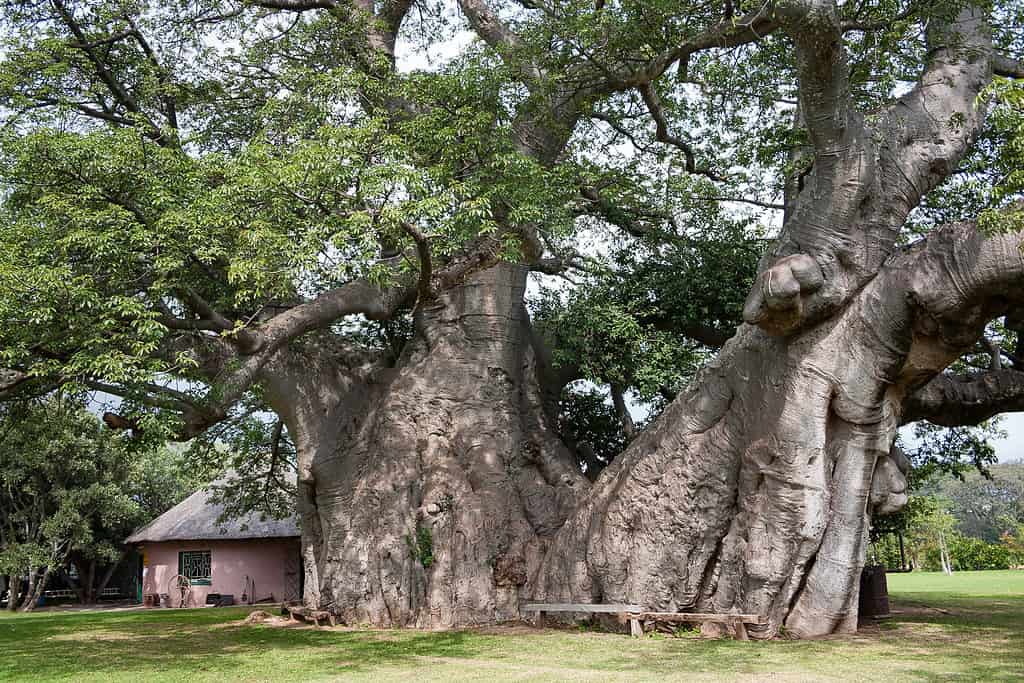 Sunland Baobab of Limpopo, South Africa