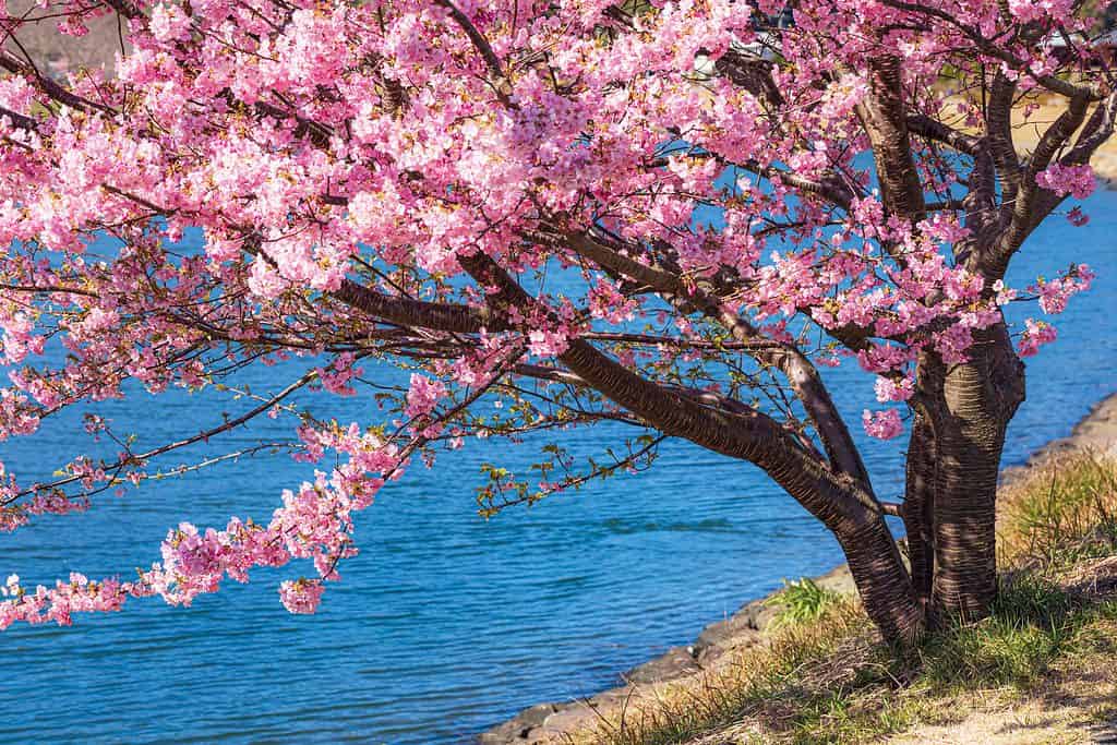 Cerisiers dans la ville de Minami Izu dans la préfecture de Shizuoka, Japon