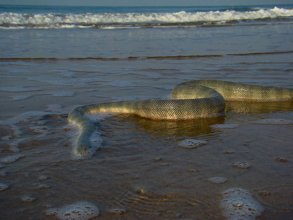 A snake seen in Lake Erie, with its head submerged in the water and its body visible.