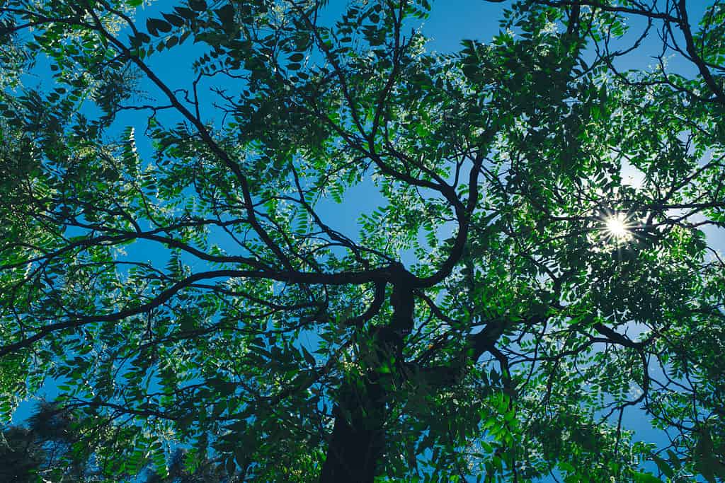 Black locust tree Robinia pseudoacacia