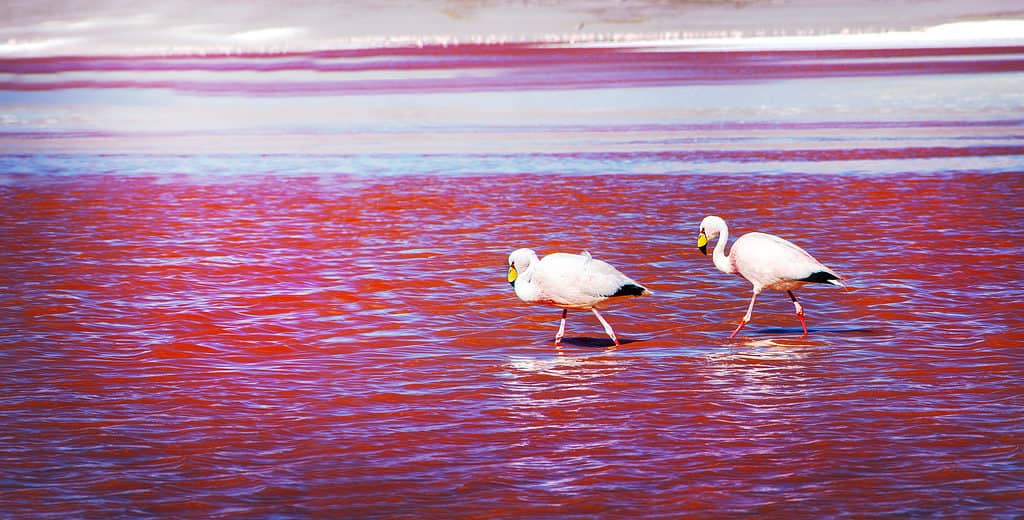 Two James's flamingos in the Laguna Colorada in the Bolivian Andes