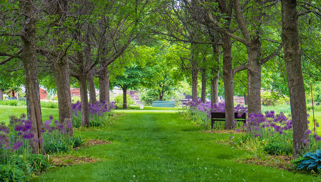 Flowers bloom and row of trees in Vermont