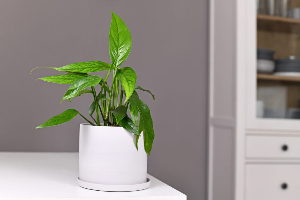 An Epipremnum Pinnatum plant sitting in a white pot on a table.