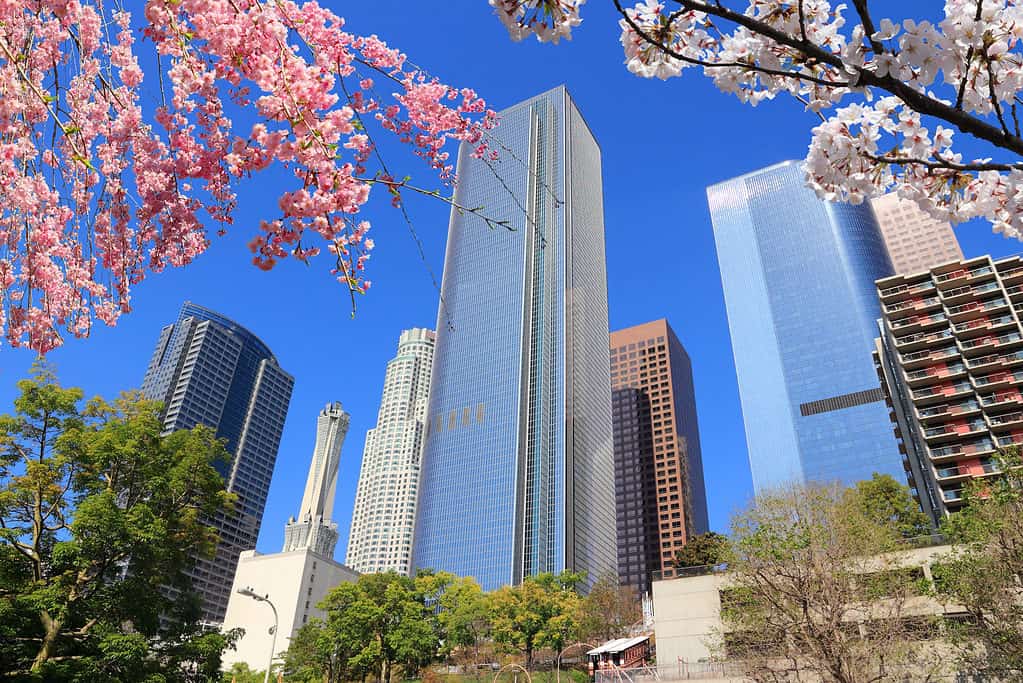 Los Angeles, California, United States. City skyline view. Spring time cherry blossoms.