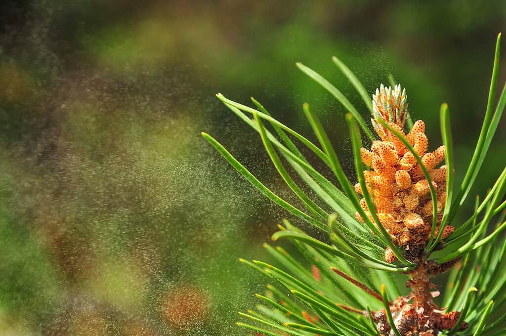 Release of tree pollen from a pine tree