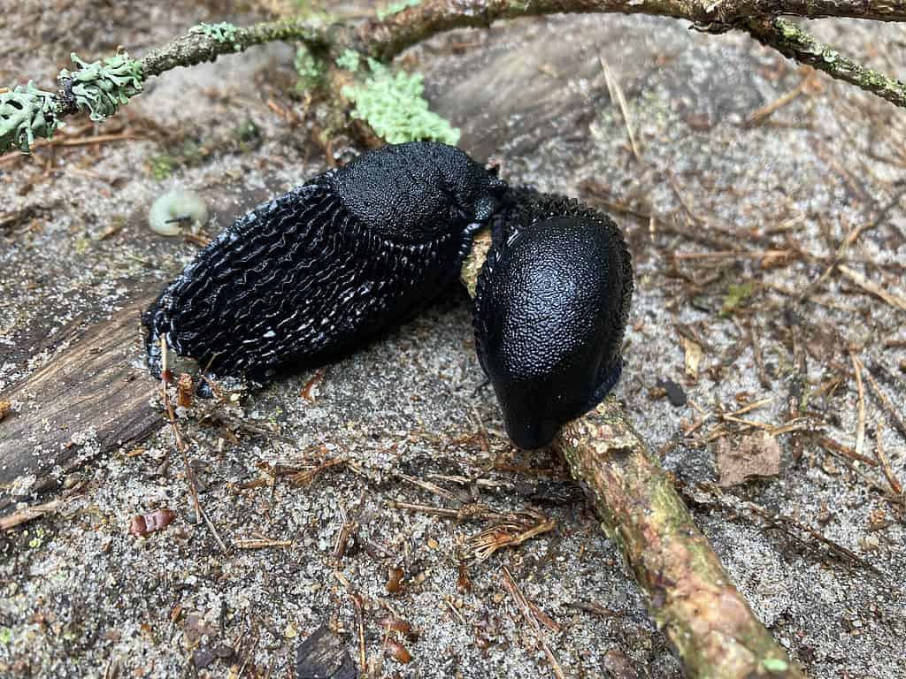 keelback slug