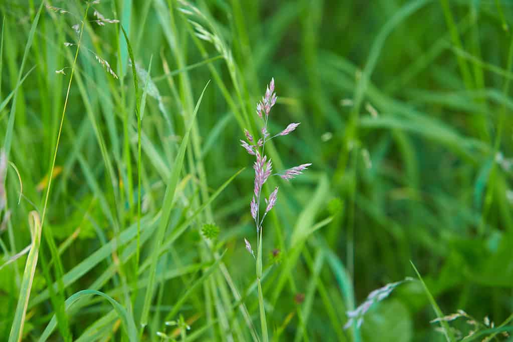 A lush green lawn of tall fescue grass in the sunlight.