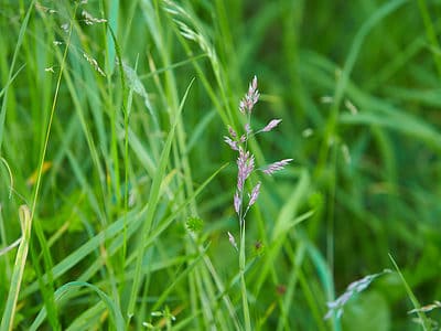 A 9 Grass Types That Thrive in North Carolina Yards