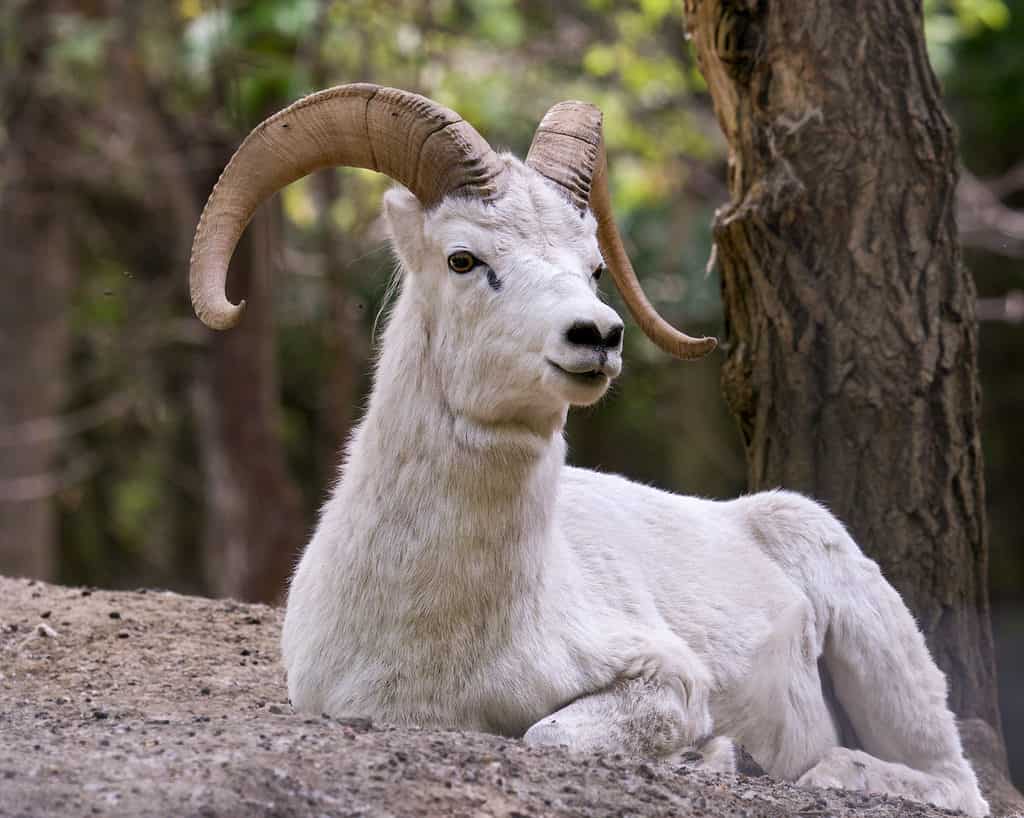 Dall's sheep have horns that curl outward
