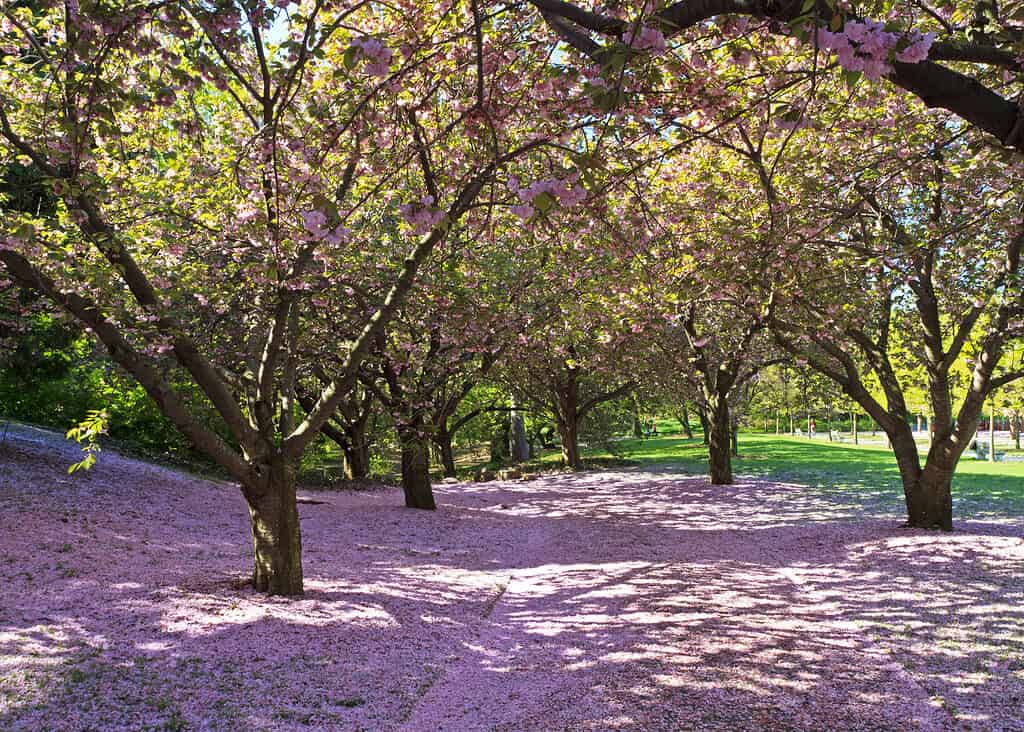 Landscape view of 'Cherry Lane' in the Brooklyn Botanical Gardens in New York.