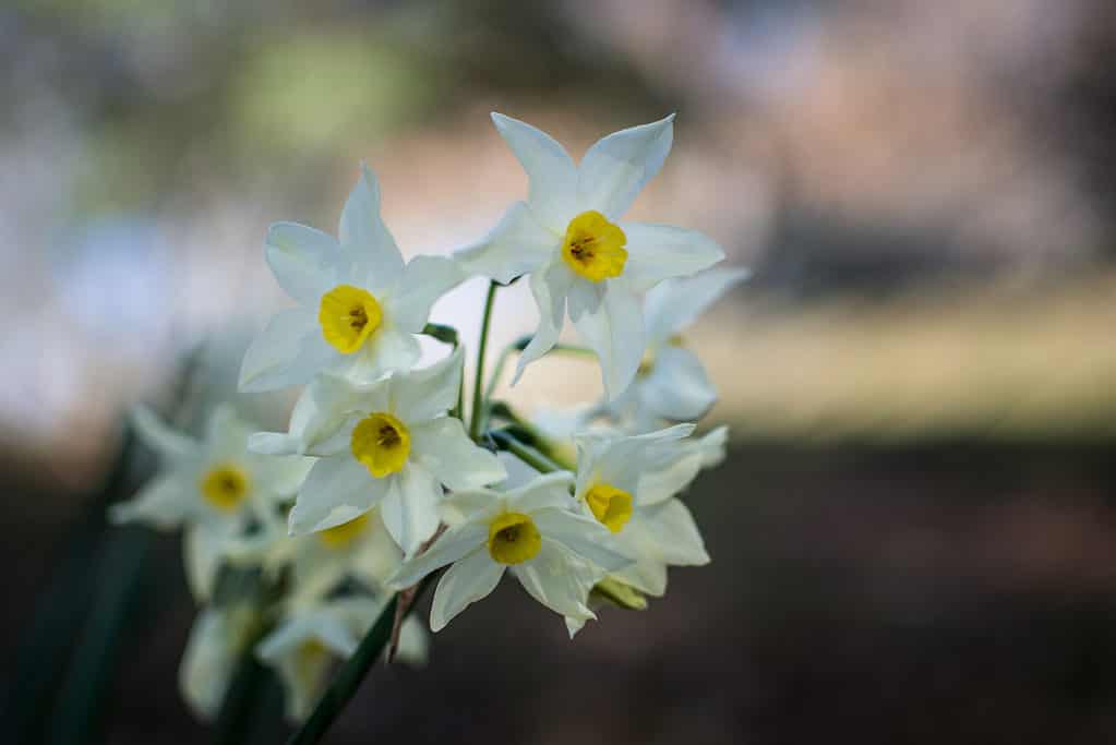 White Jonquil Daffodils