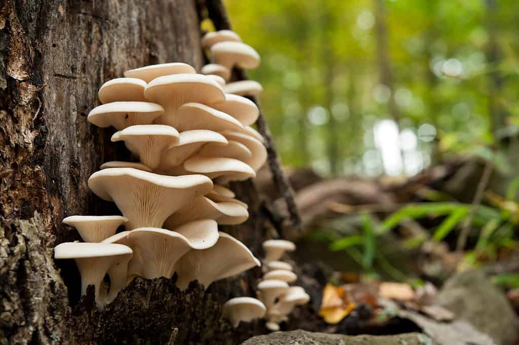 Oyster mushrooms growing out of a dead tree.