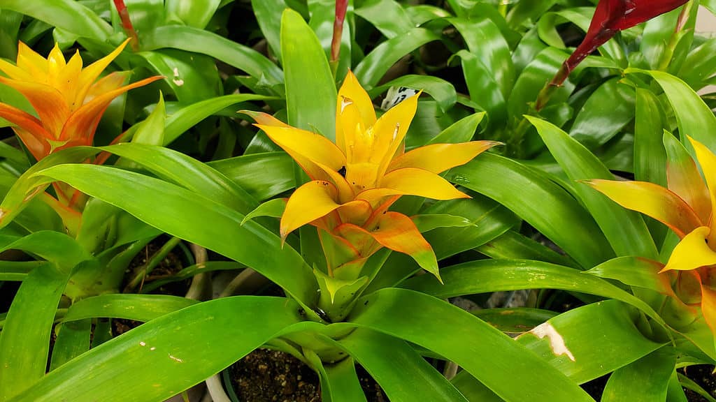 Blooming yellow bromeliad plants planted in pots