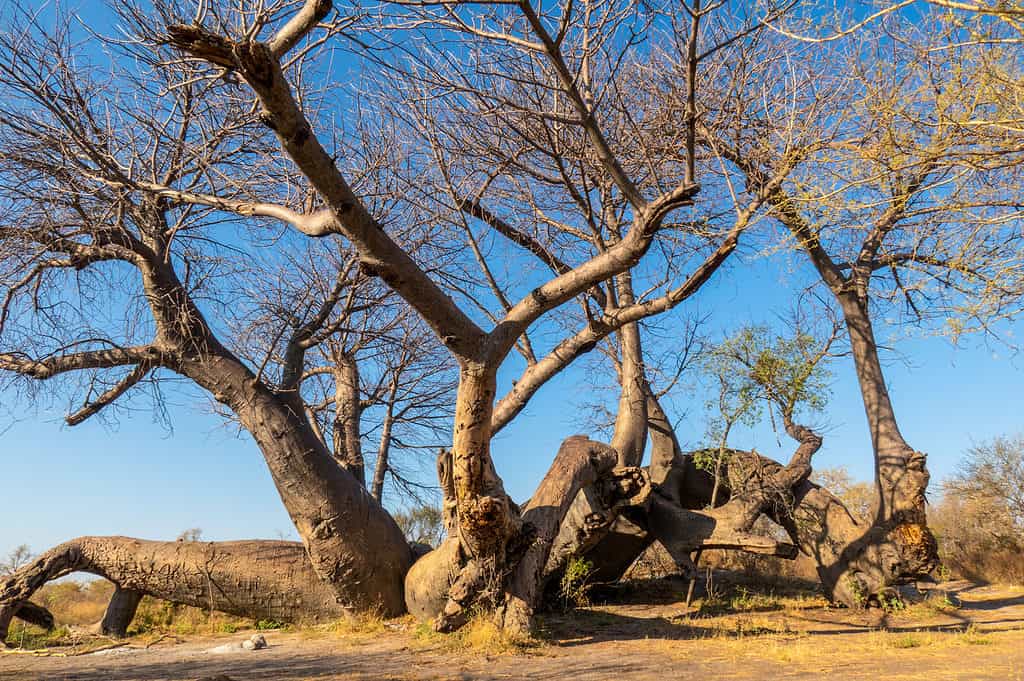 Africa, Baobab Tree, Beauty In Nature, Color Image, Dry