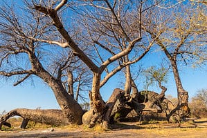 8 Incredible Trees Native to Namibia Picture