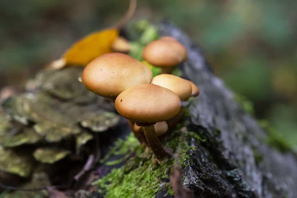 Galerina marginata, deadly skullcap, autumn skullcap