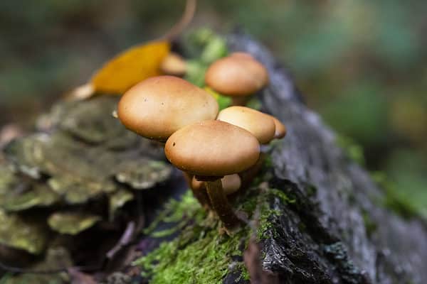 Skullcap Mushrooms: A Complete Guide - A-Z Animals