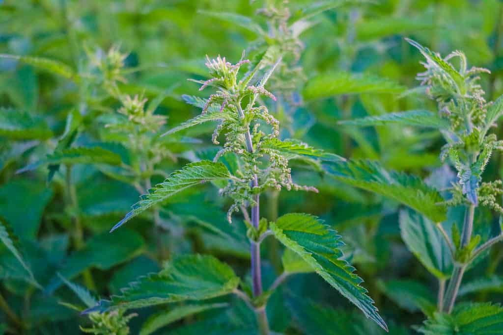 Urtica dioica, common or stinging nettles background. Fresh green nettles in springtime, alternative medicine, healthy herb