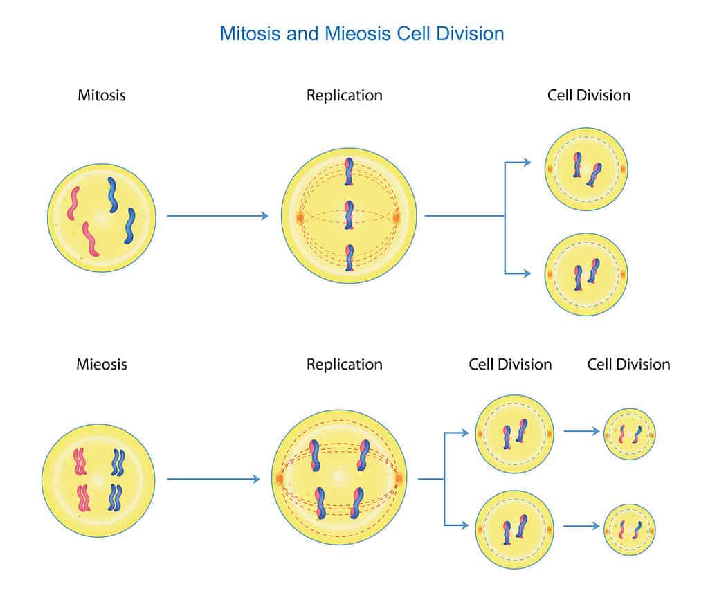 Mitosis vs Meiosis What Are the Main Differences? AZ Animals