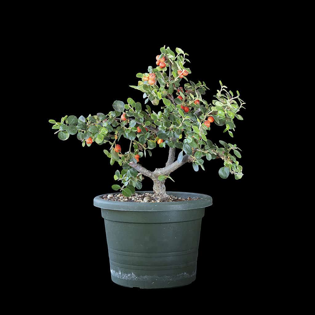 Cotoneaste bonsai isolated on black background