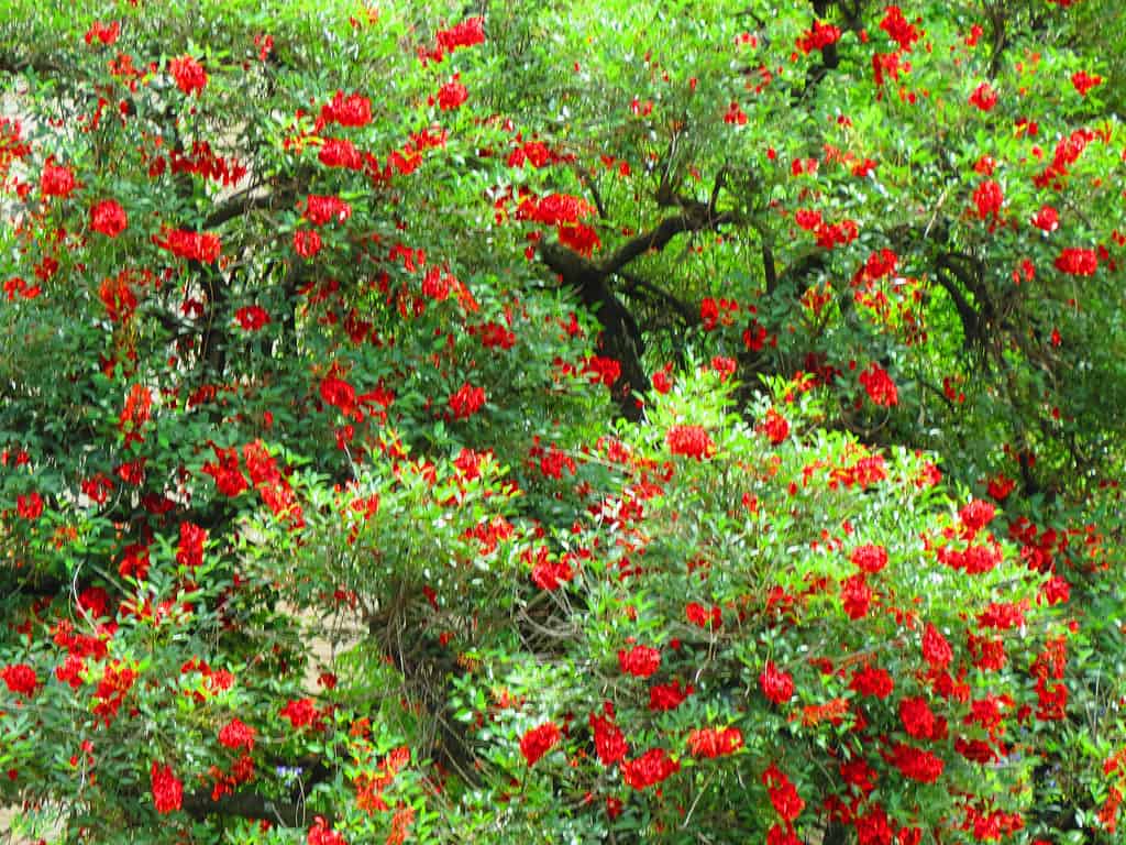 Ceibo, cockspur coral (Erythrina crista-galli) tree