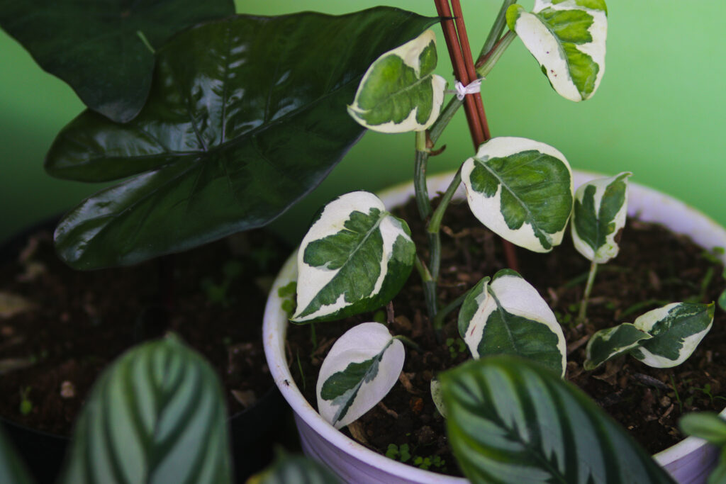 An N'Joy pothos growing in a white pot with a stick and two other plant varieties.