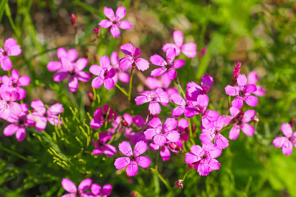 Maiden pink can be found in areas of Minnesota