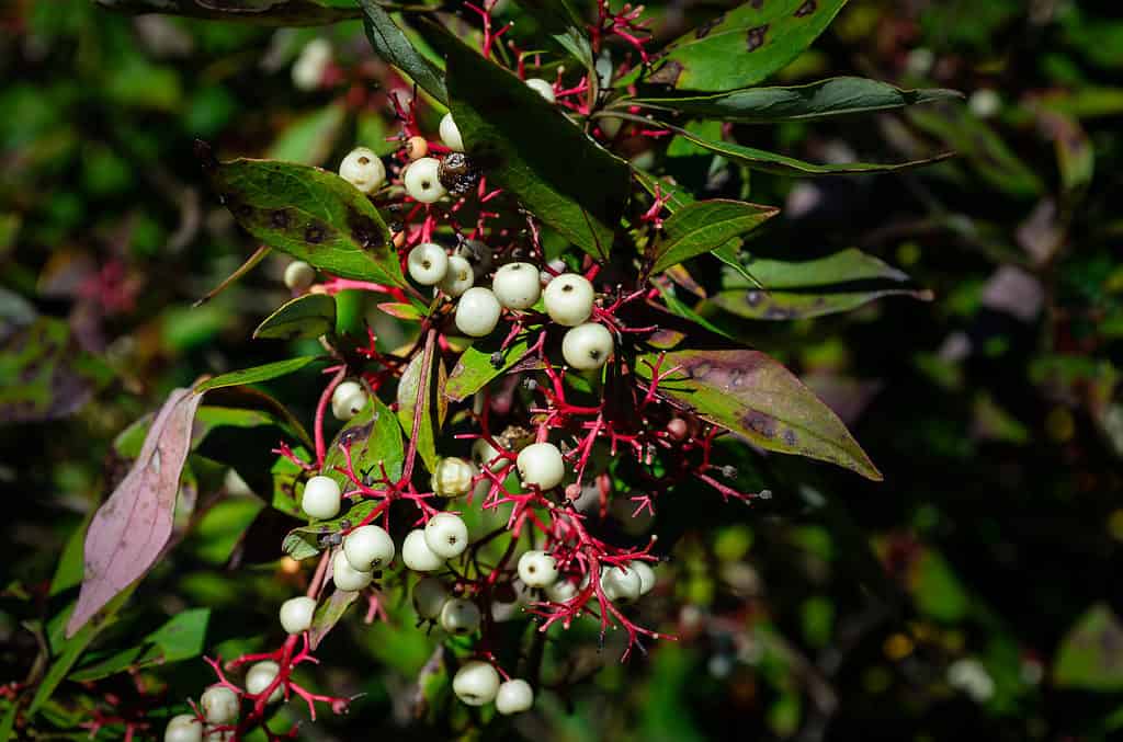 Close-up view of the white berries of the poison sumac plant in the autumn with an out-of-focus bckground