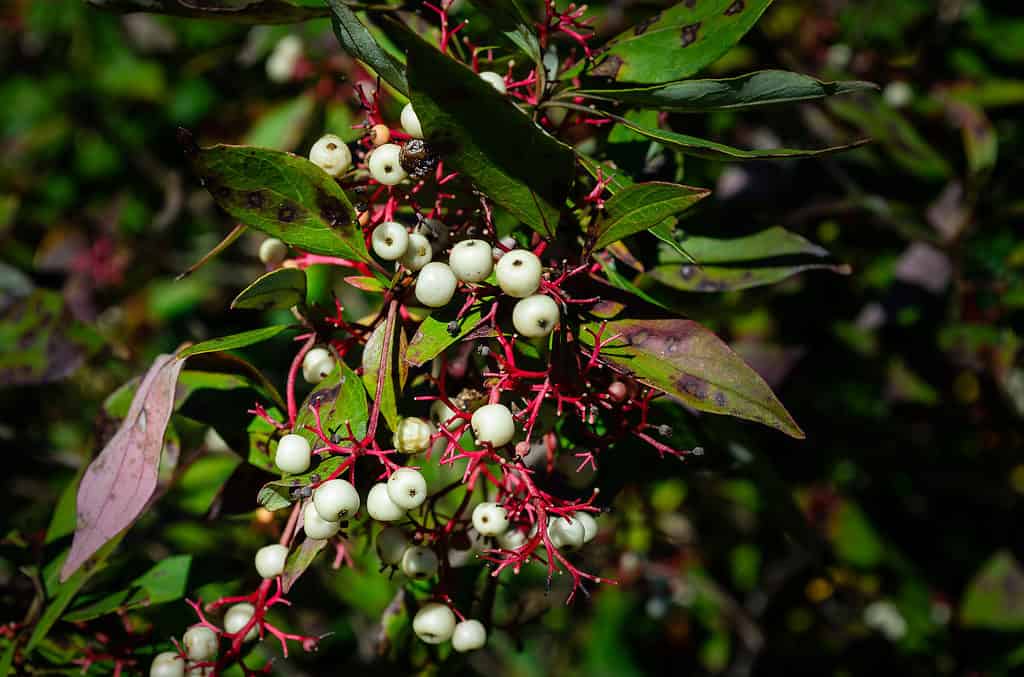 Poison Sumac Identification Guide: Key Features to Know - A-Z Animals