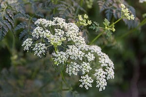 10 Plants That Look Like Poison Hemlock and How to Identify Each Picture