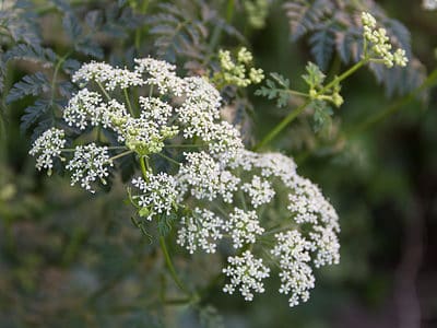 A 10 Plants That Look Like Poison Hemlock and How to Identify Each
