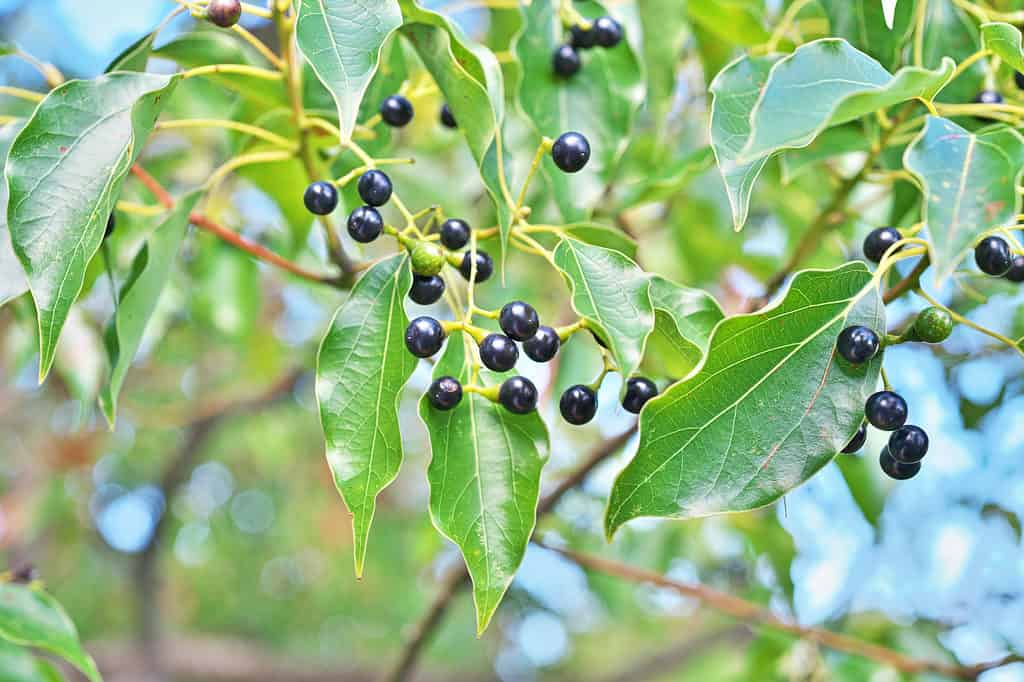 Cinnamomum camphora