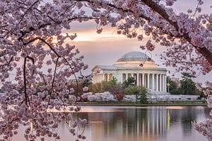 Cherry Blossoms in Washington, DC: When They Bloom and Where to See Them Picture