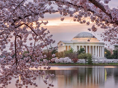 A Cherry Blossoms in Washington, D.C.: When They Bloom and Where to See Them