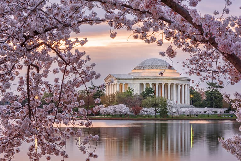 Magnificent cherry blossoms surround the Jefferson Memorial and the Tidal Basin each spring.