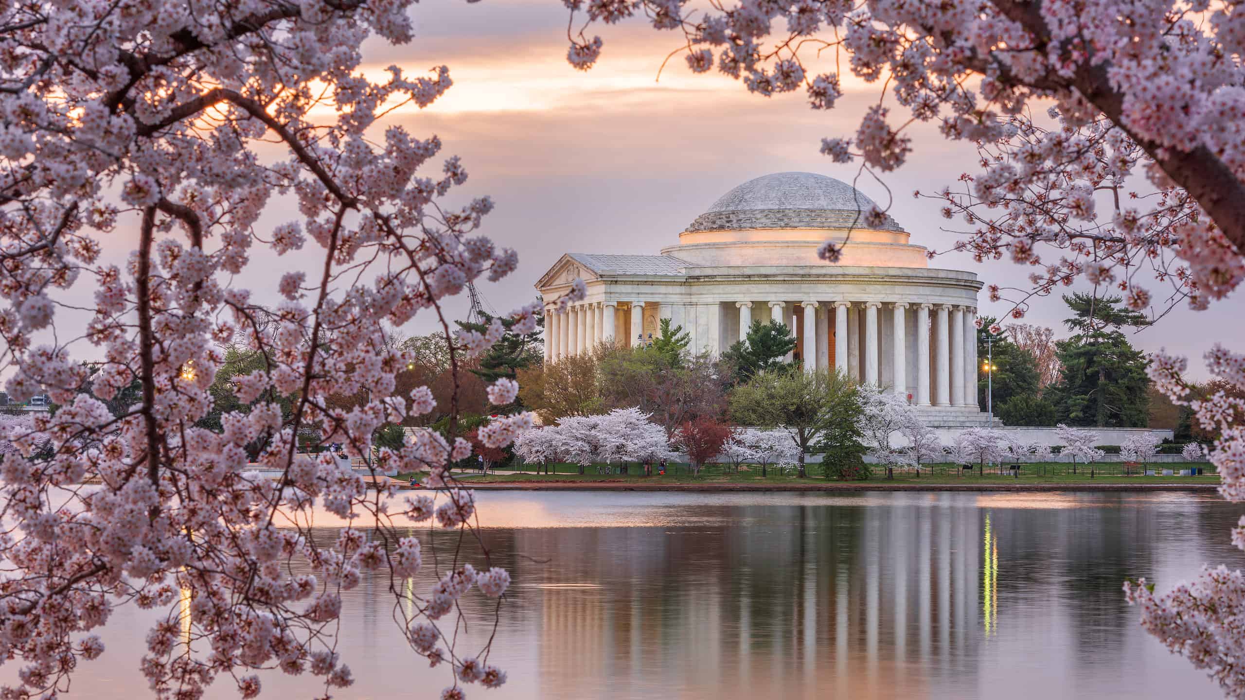 Magnificent cherry blossoms surround the Jefferson Memorial and the Tidal Basin each spring.