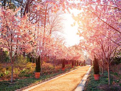 A Cherry Blossoms in North Carolina: When They Bloom and Where to See Them