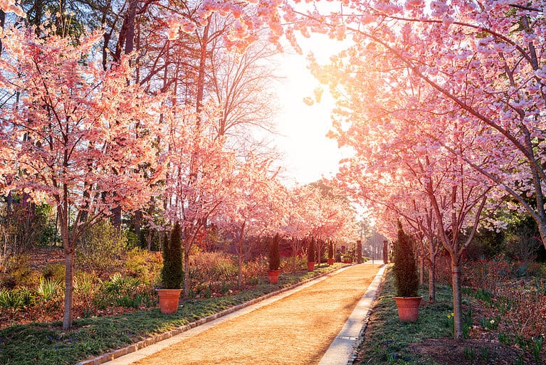 North Carolina parks are stunning when the cherry blossoms bloom in early spring!
